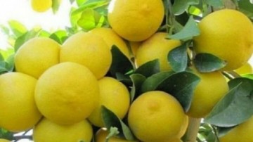 از برداشت لیمو شیرین جهرم تا نذر خون خرامه