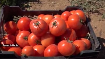 برداشت گوجه فرنگی از مزارع فارس