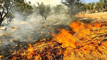 علت آتش سوزی های مراتع و جنگلهای فارس 